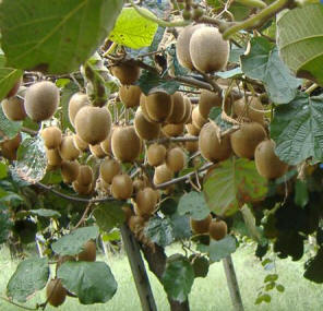 Kiwi biologici